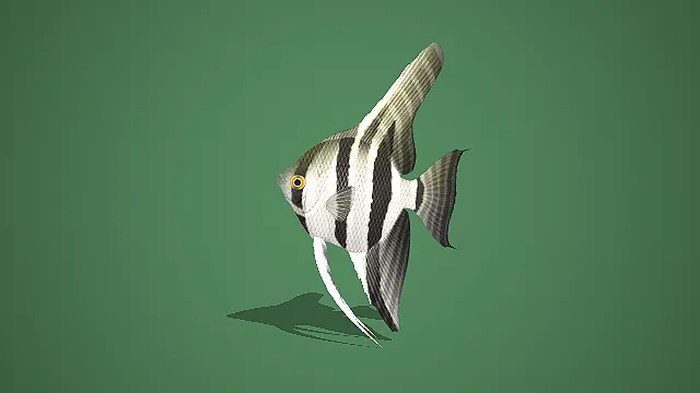 写实风黑纹白体神仙鱼 3D 模型