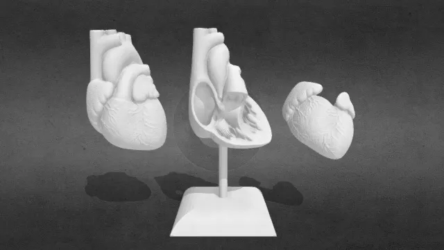 两部分解剖学精确心脏医学模型obj.obj