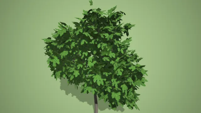 杨树  树木  绿植  植被  高树