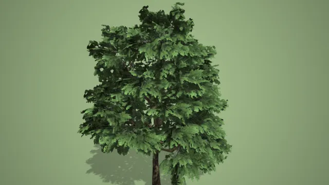 大树  绿植  植被  夏季树木  绿树