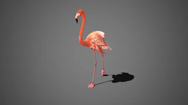 艺术化  火烈鸟  粉色渐变羽毛  修长脖颈与细腿  生物特征  写实  鸟类  