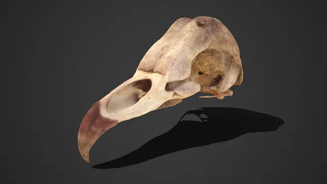鸟类头骨标本  风化  粗糙纹理  长喙  解剖  生物科普  