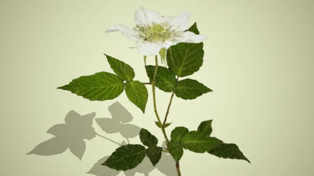 百合  花束  插花  大叶花大叶子  写实植物