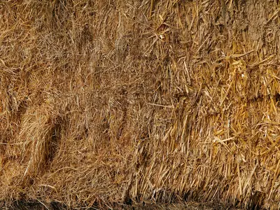 金黄色茅草堆贴图