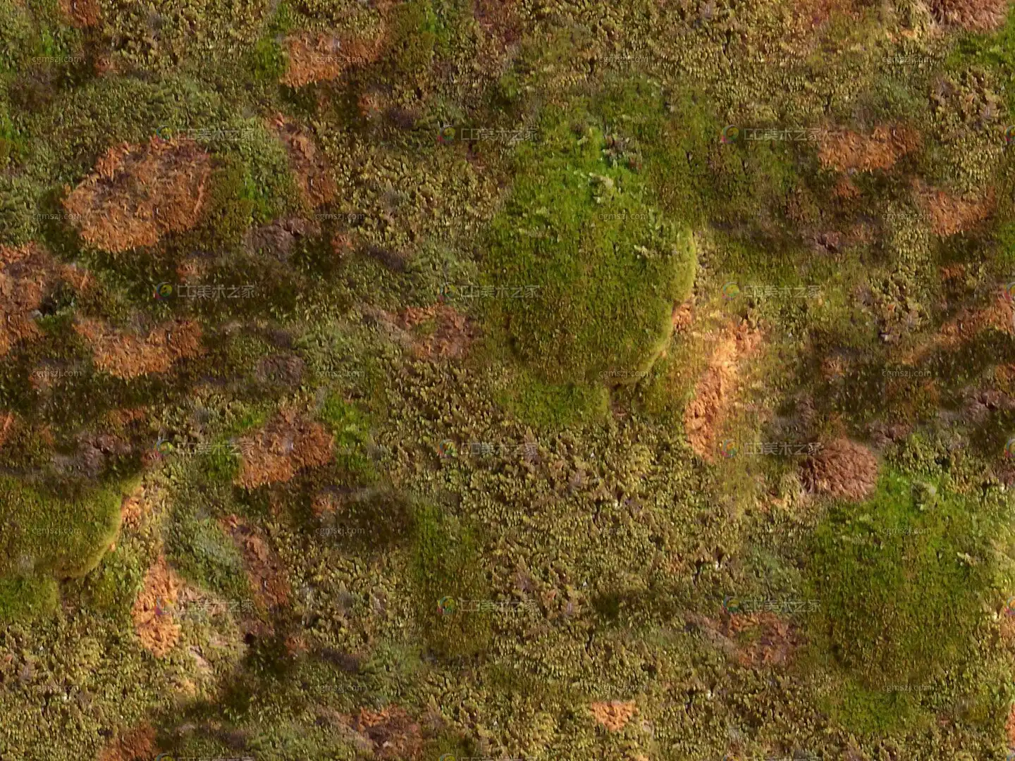 泥土长满苔藓贴图