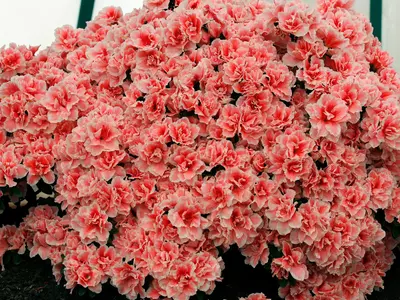 粉红花簇纹理贴图