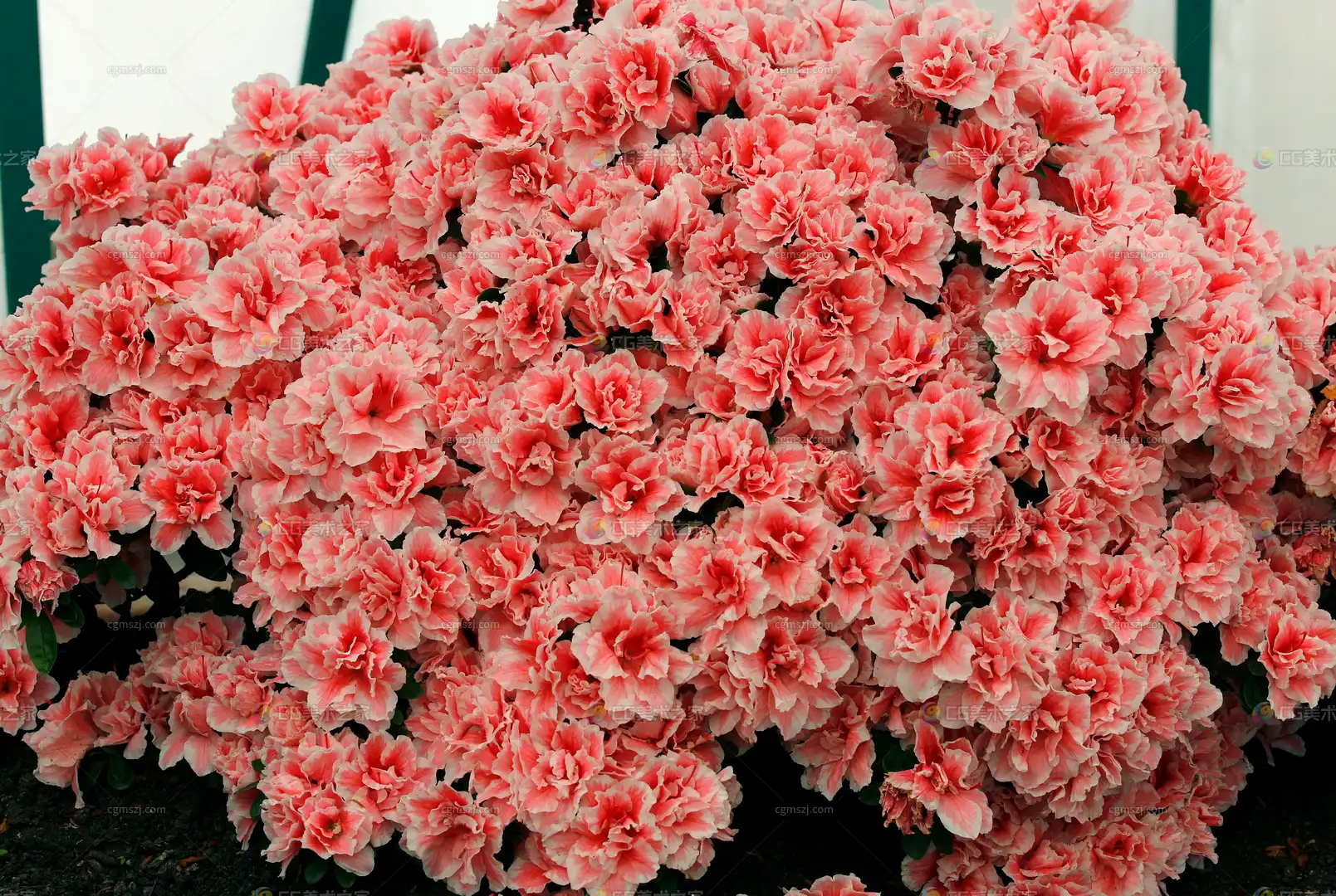 粉红花簇纹理贴图