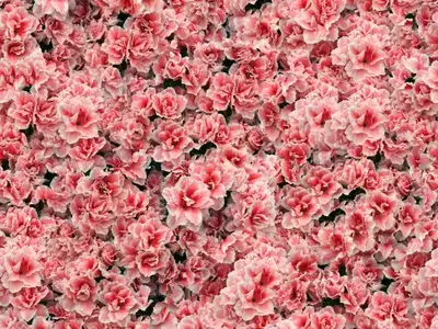 粉花簇纹理贴图