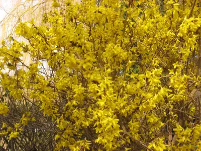 金黄迎春花树贴图