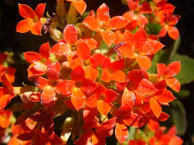 鲜艳红亮花簇贴图