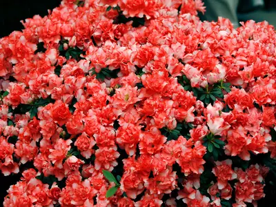 红粉渐变花簇贴图