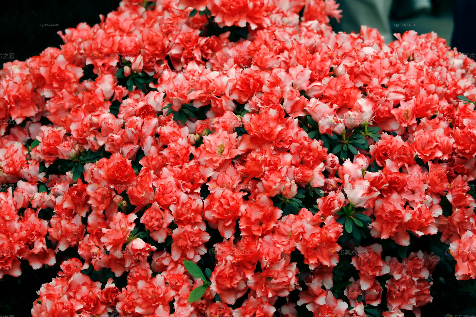 红粉渐变花簇贴图