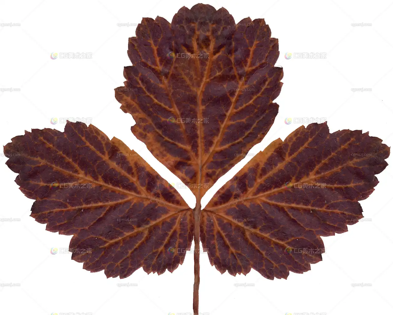 三裂秋叶纹理贴图