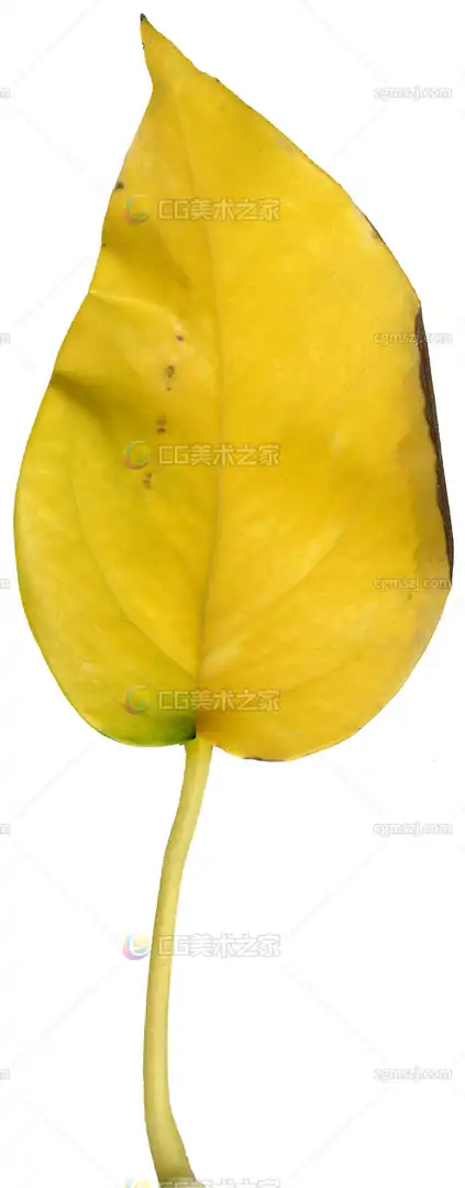 黄色叶片纹理贴图