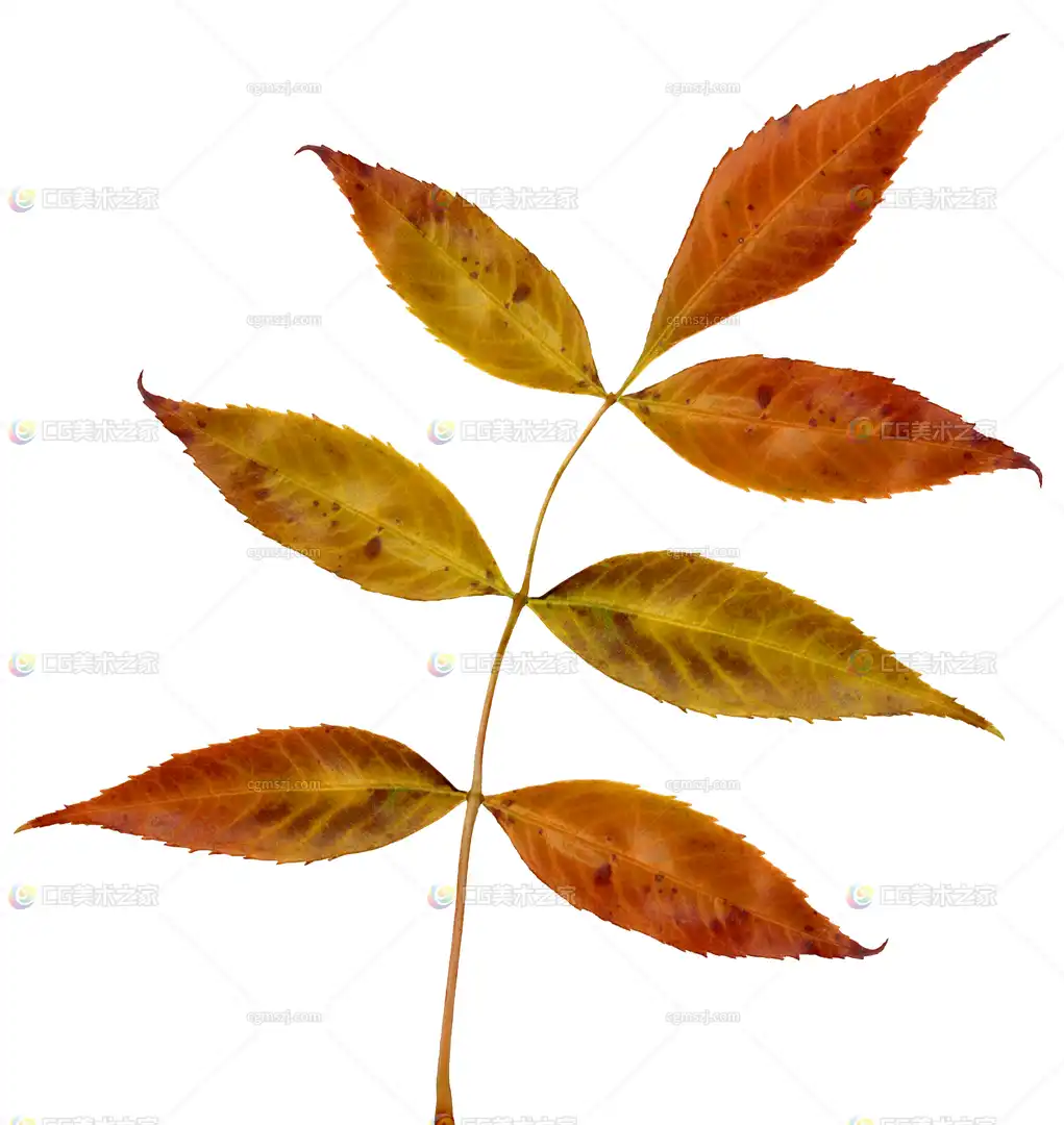 秋意复叶纹理贴图
