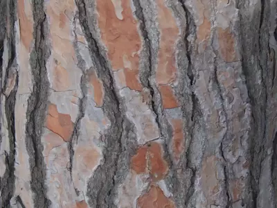 斑驳树干纹理贴图