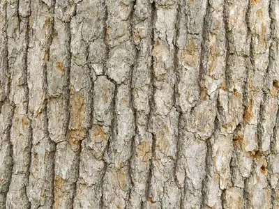 浅灰树干纹理贴图