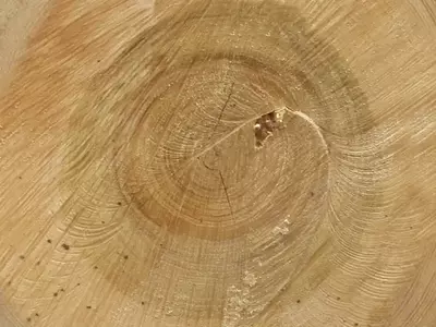树桩年轮纹理贴图