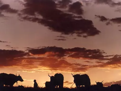 橙紫晚霞牧牛剪影贴图