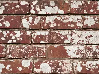 红砖墙白霉斑贴图