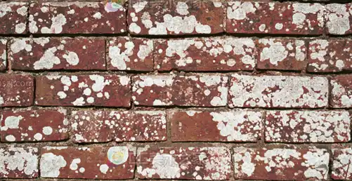 红砖墙白霉斑贴图