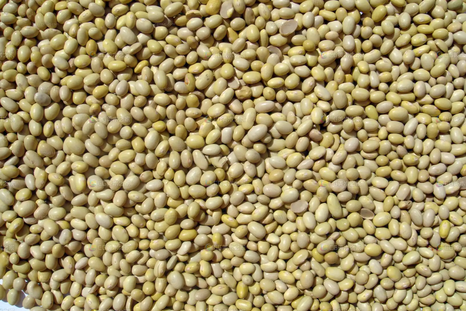 黄豆纹理贴图