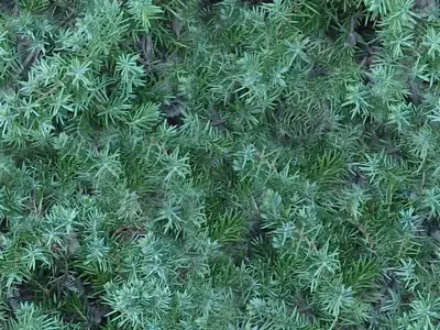 针叶植物绿叶贴图