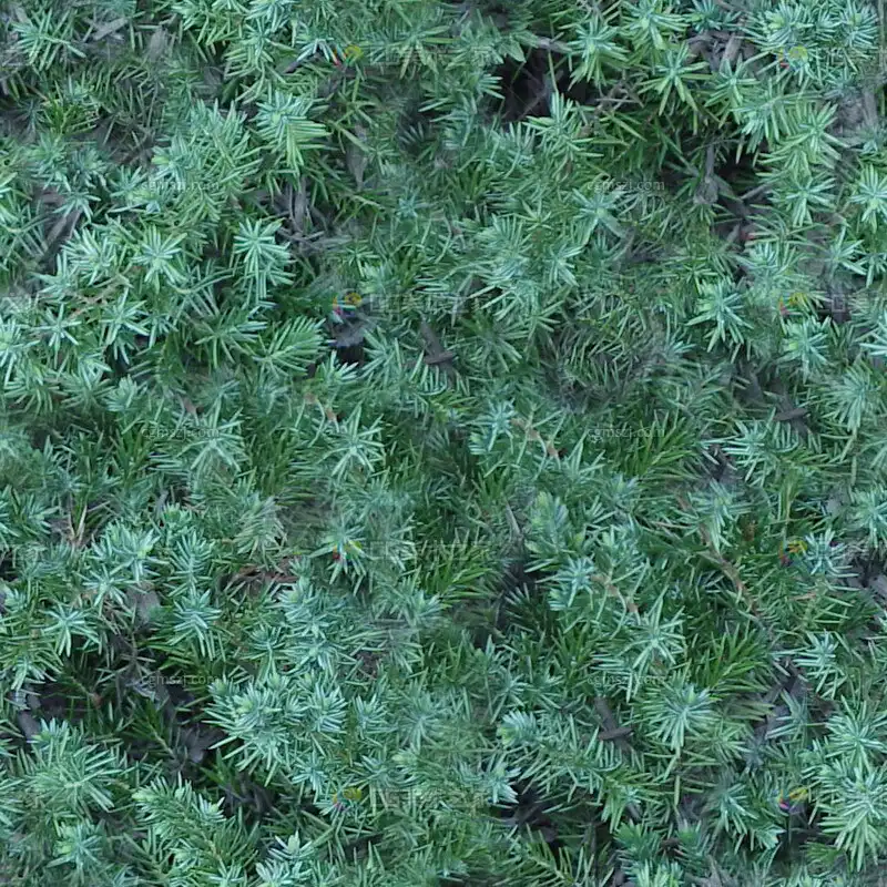 针叶植物绿叶贴图