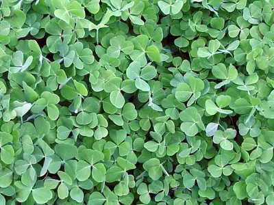 三叶草绿叶贴图