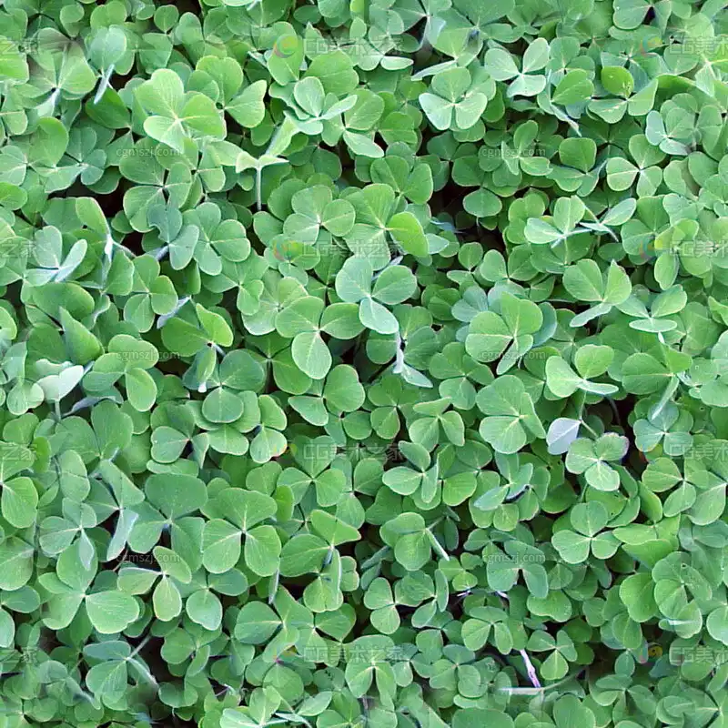 三叶草绿叶贴图