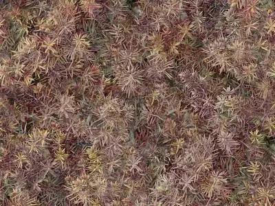 彩色植物纹理贴图