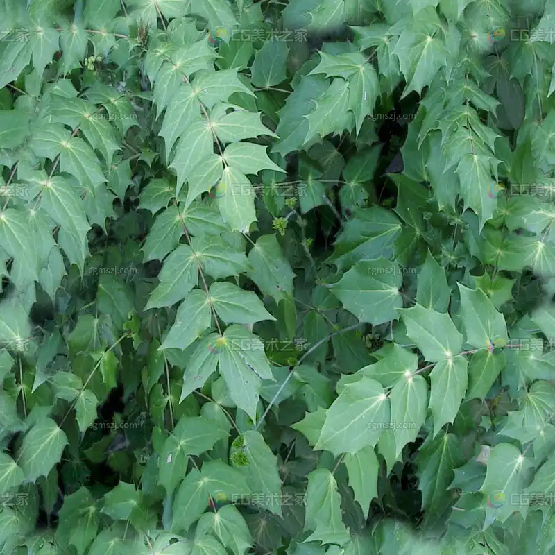 绿叶植物贴图