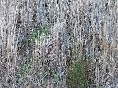 枯草绿植混合贴图