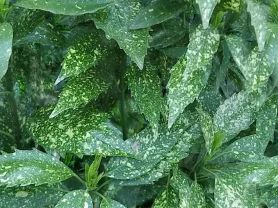 斑点绿叶植物贴图