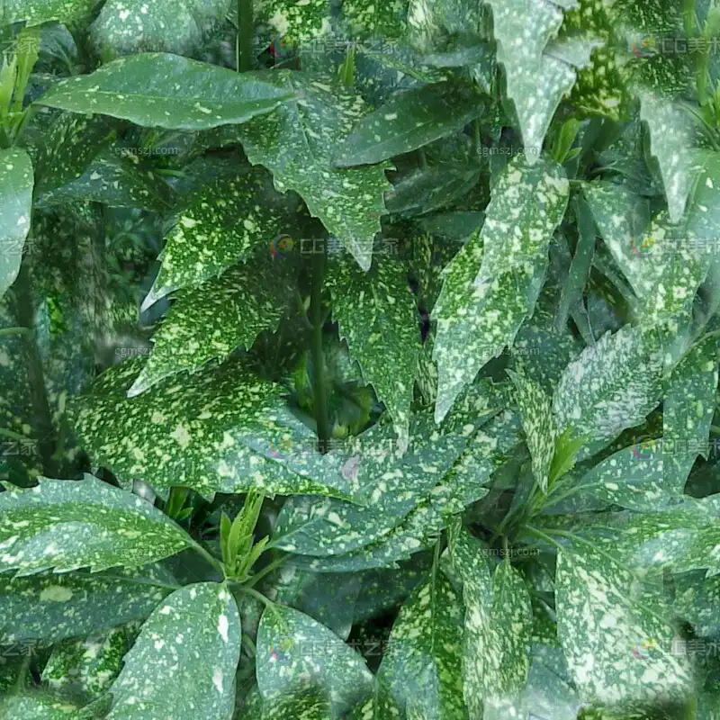 斑点绿叶植物贴图