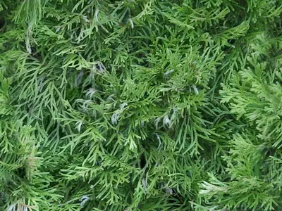 针叶植物绿叶贴图