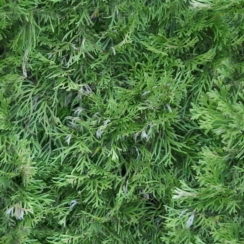 针叶植物绿叶贴图