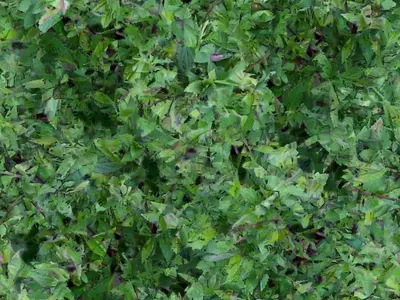 混合绿叶植物贴图