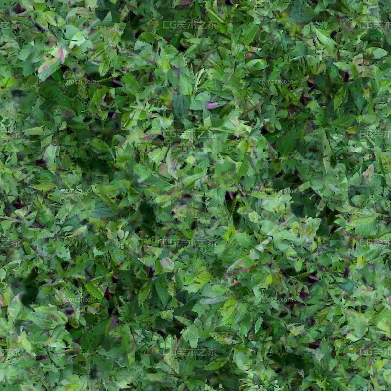 混合绿叶植物贴图