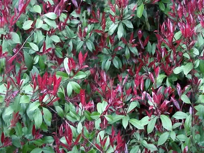 红绿混色植物叶贴图