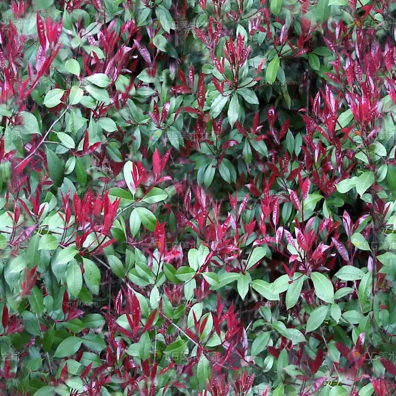 红绿混色植物叶贴图
