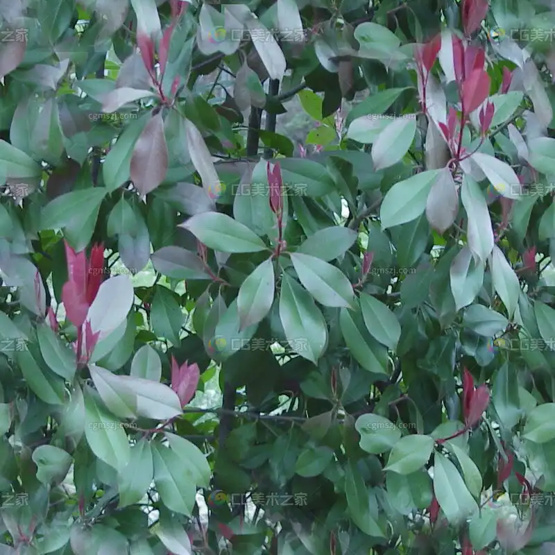 红绿渐变植物叶贴图