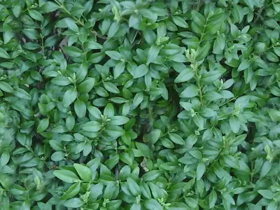 绿叶植物密集贴图