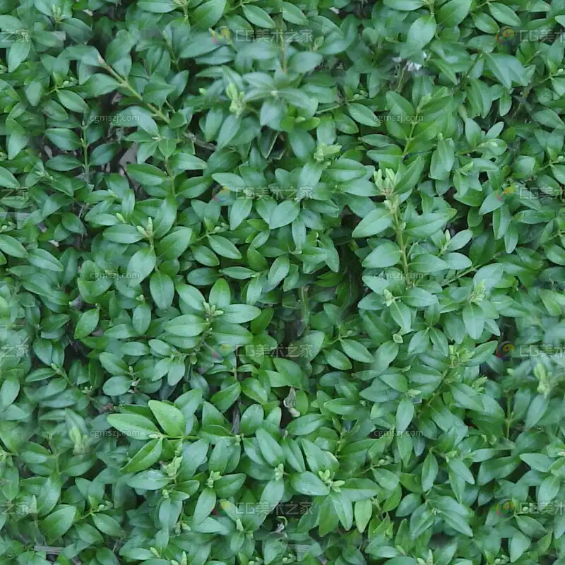 绿叶植物密集贴图