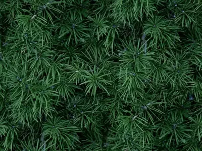 松针状绿叶植物贴图
