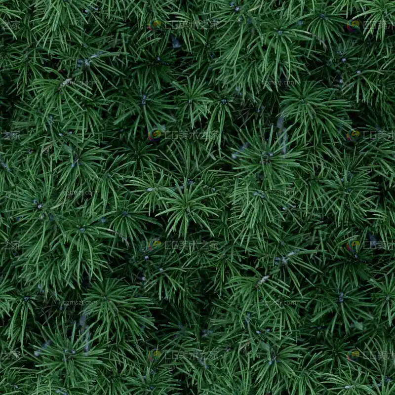 松针状绿叶植物贴图