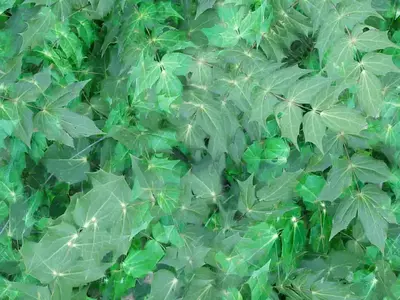 掌状绿叶植物贴图