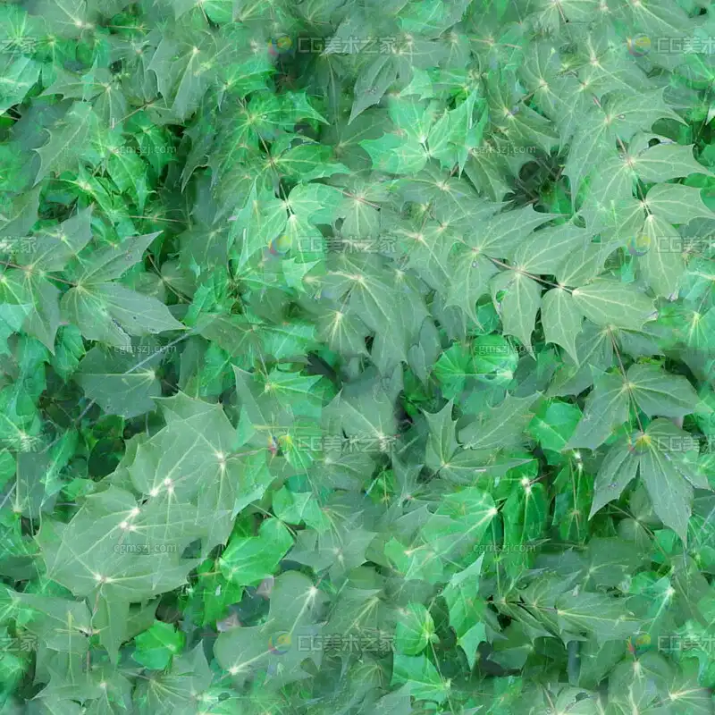 掌状绿叶植物贴图