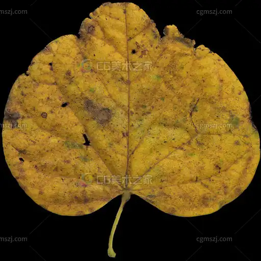 秋叶纹理贴图
