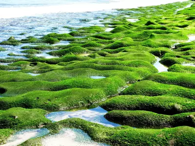海岸绿藻地貌贴图